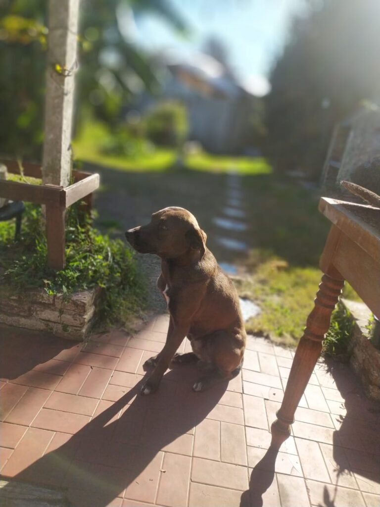 Orión