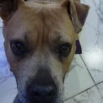 Ducke