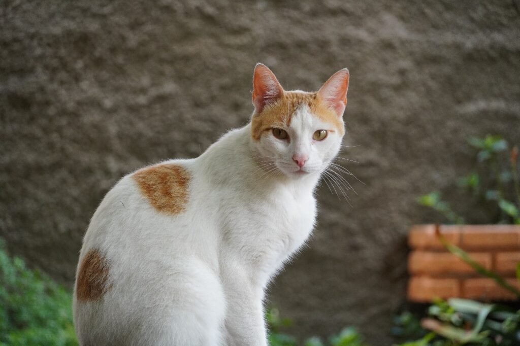 Blanqui