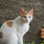 Blanqui