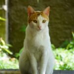 Blanqui