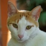Blanqui